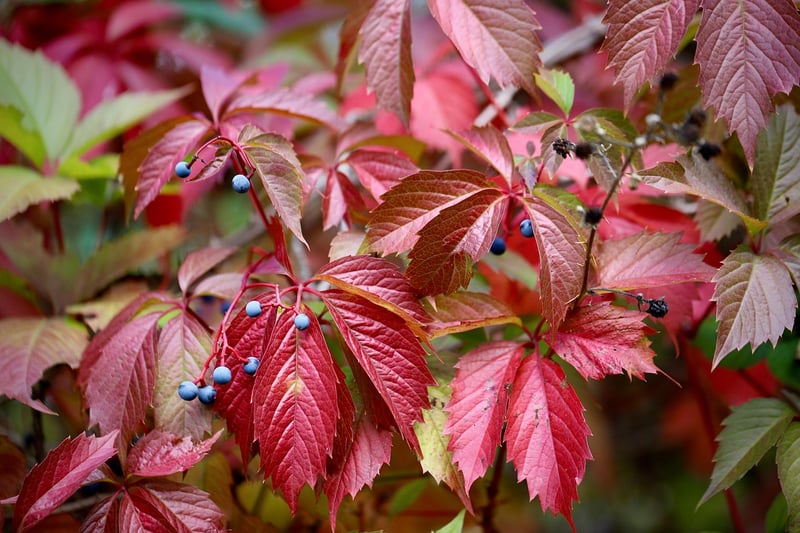 Autumn Colors