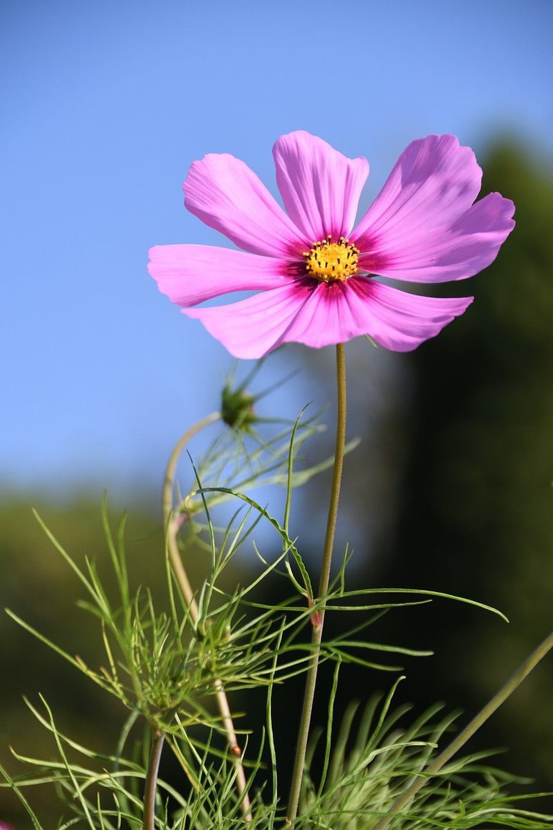 Pollinator-friendly Designs