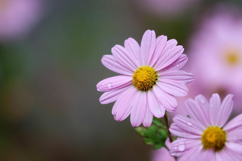 Chrysanthemums