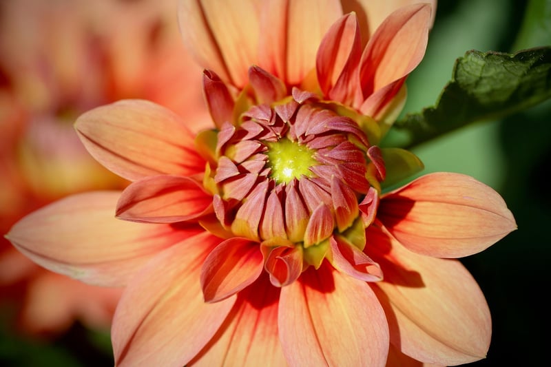 Dahlias