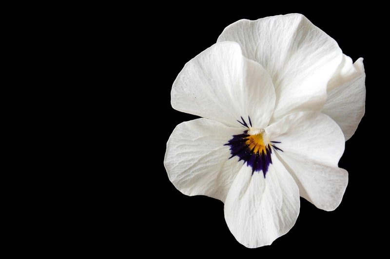 Pansies